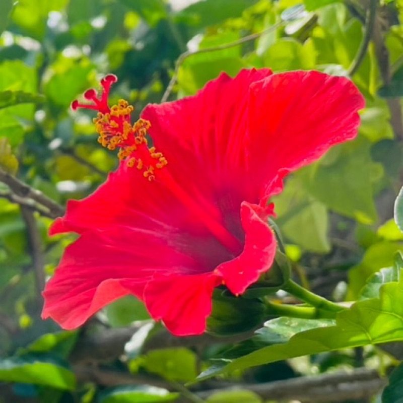 小林瞳