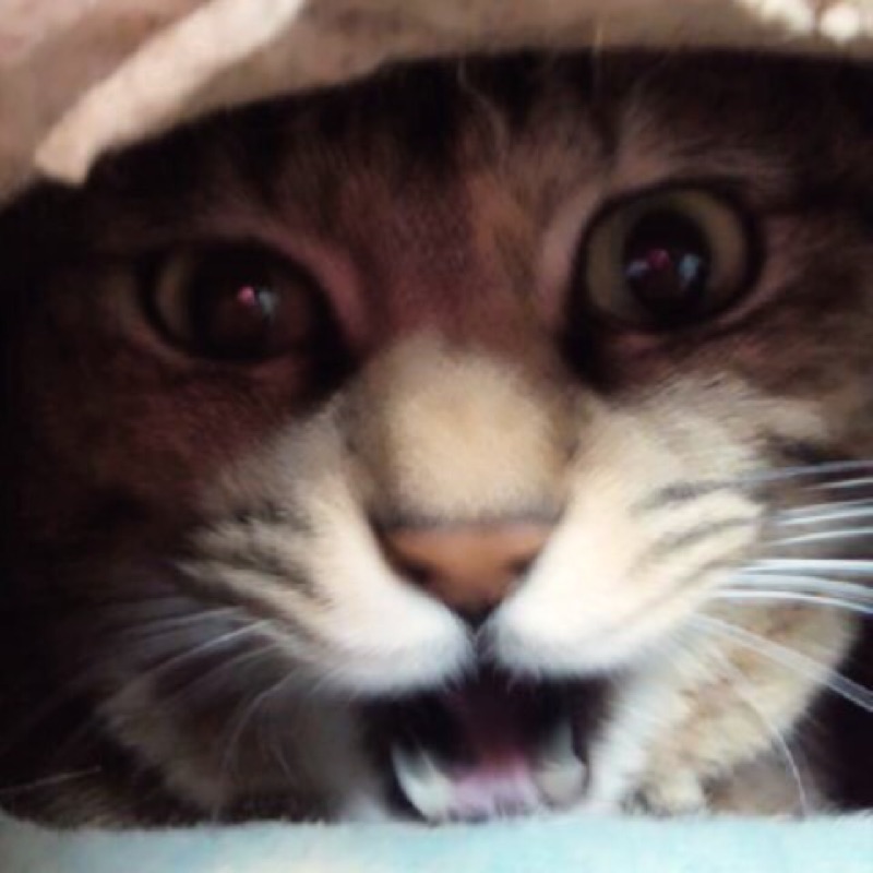 えり
