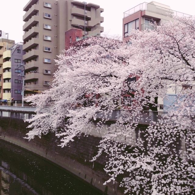 ラコステ