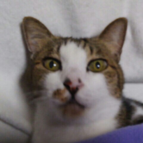 肥田知果