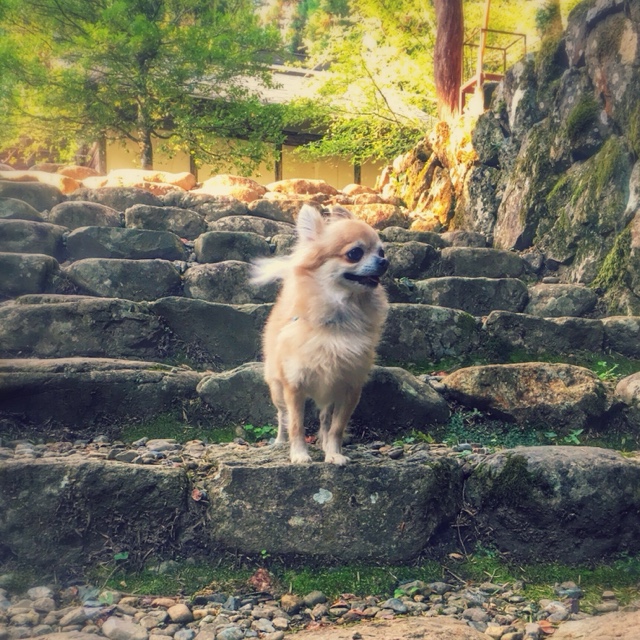 河西 良