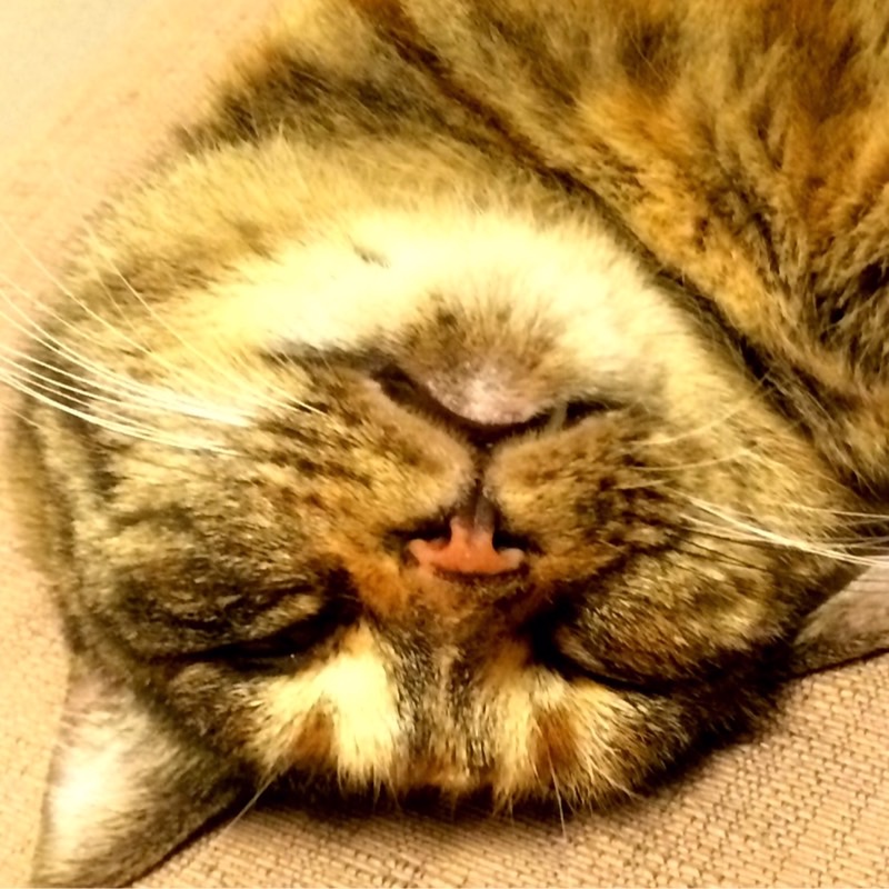 toki
