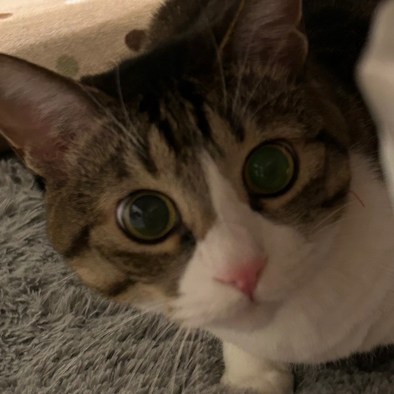 かのうち　ゆみこ