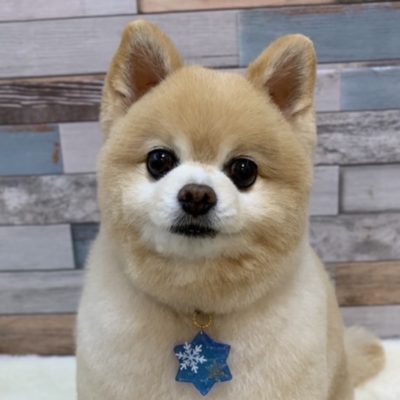 ポンタ