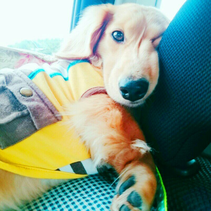 いのうえさやか