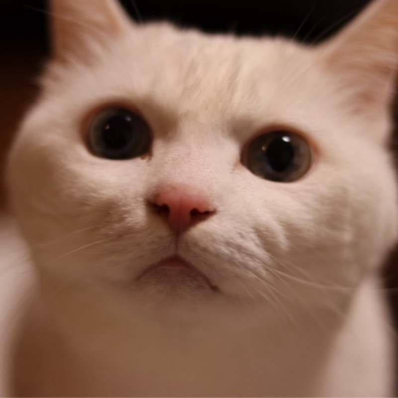 あやこ