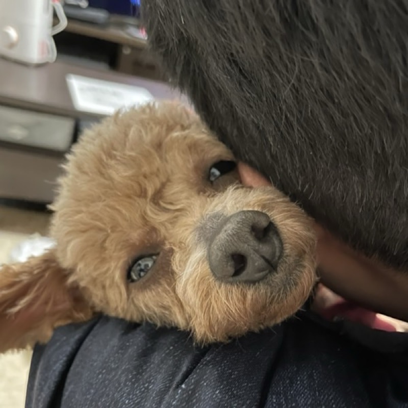 Y.U