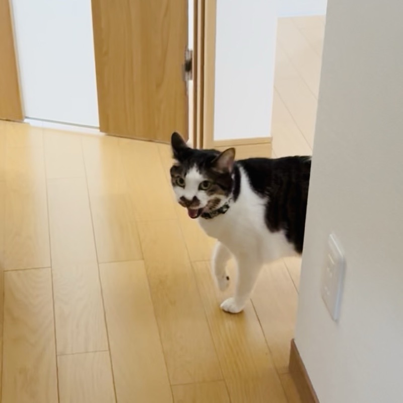 ポンちゃん