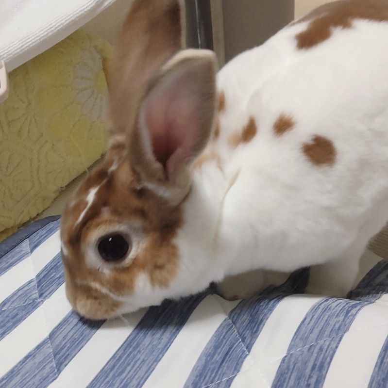 ねぎ