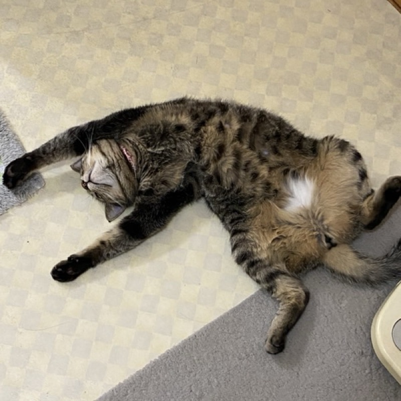 さ