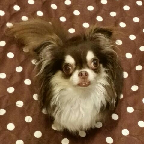 やぎぃ