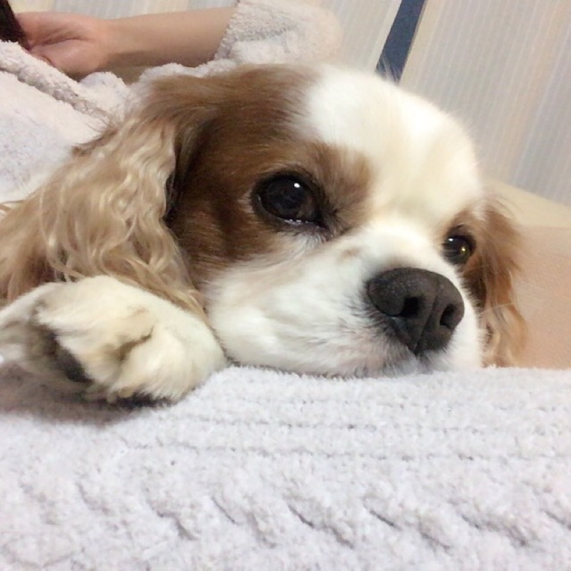 橋戸智子