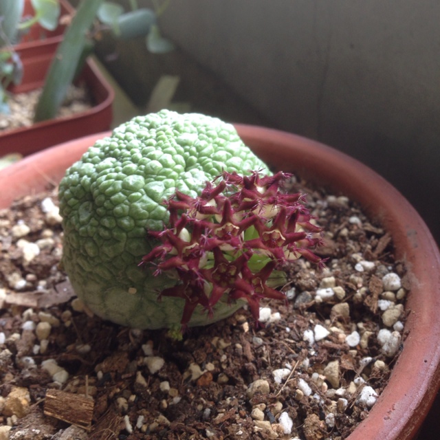 すぎの