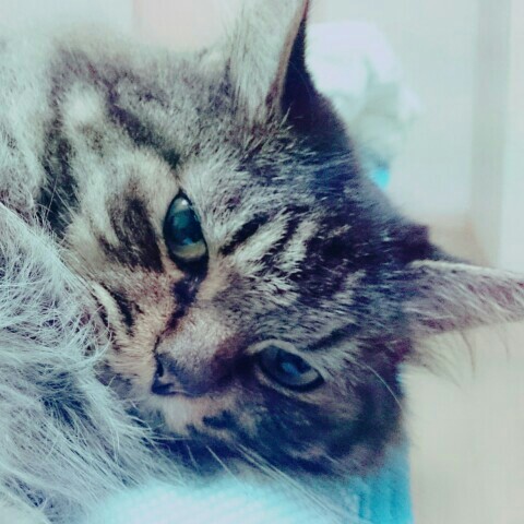 なな