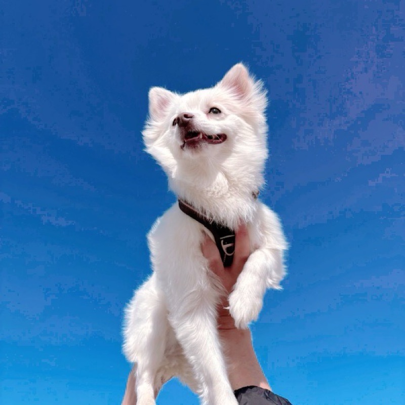 五十井　ハンナ