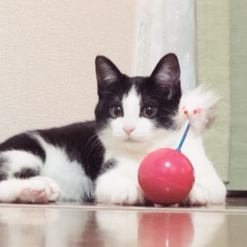 のぐ