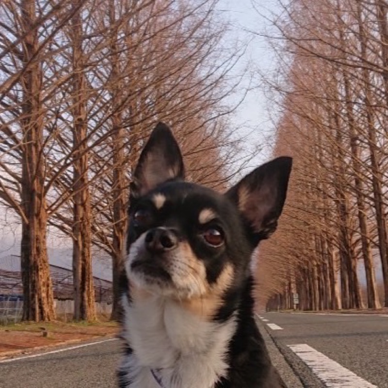 矢野