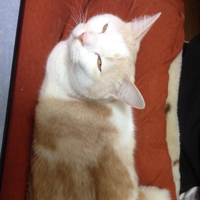 カメチャンズ