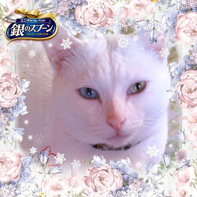 サザエ