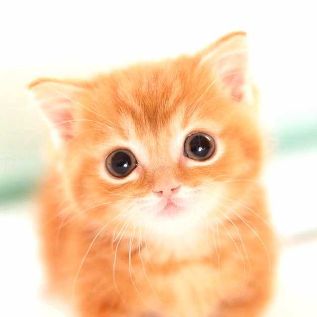 うさこちゃん