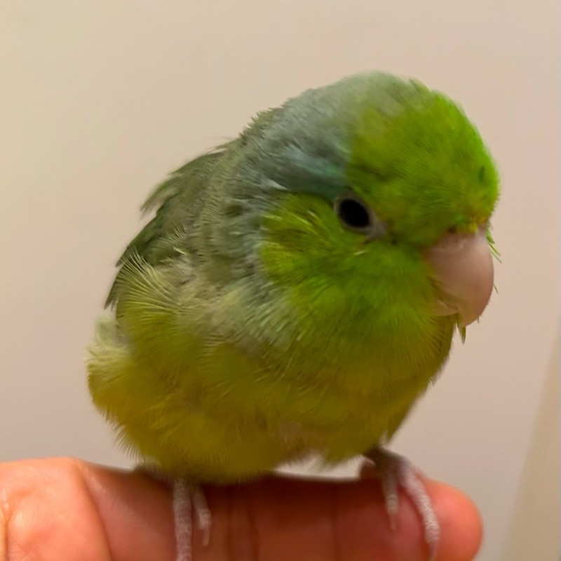 きーはー
