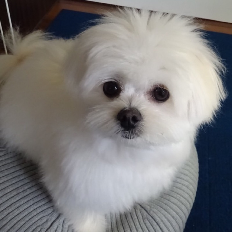 くぅちゃん