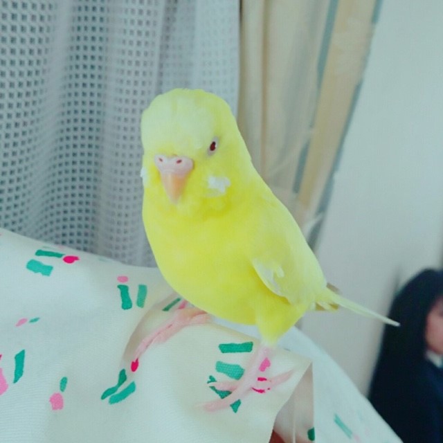 りーちゃん