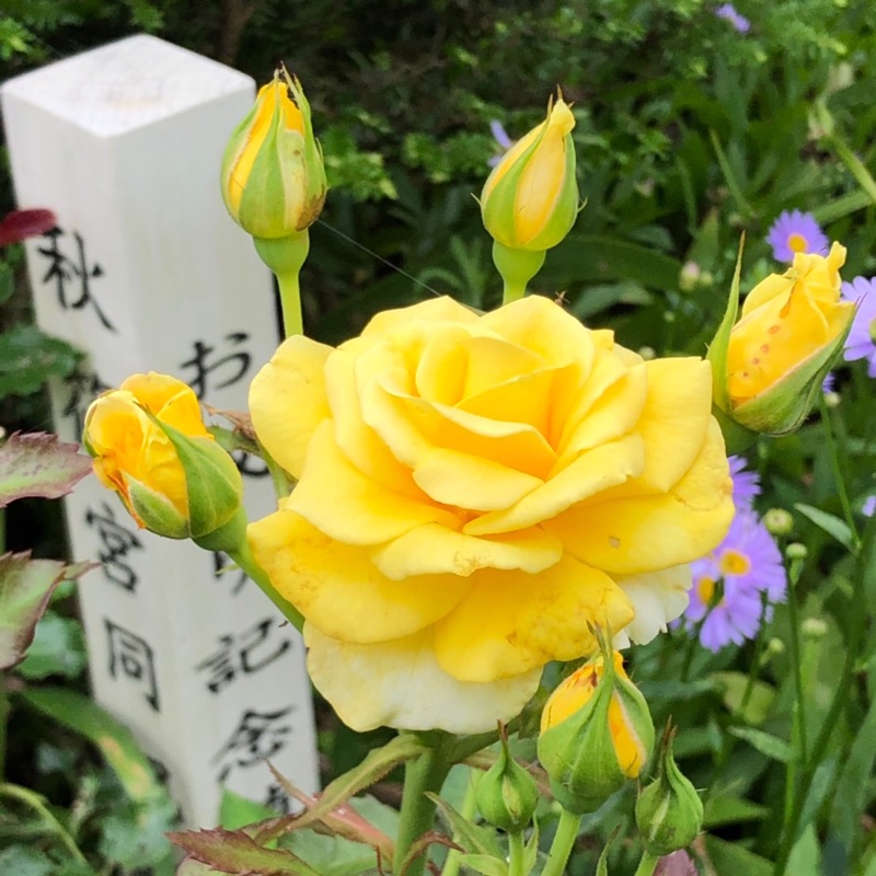 渡辺淳子