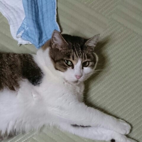 サチコ