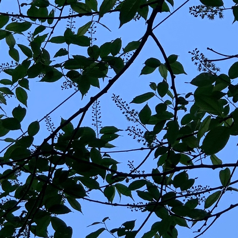 Ce