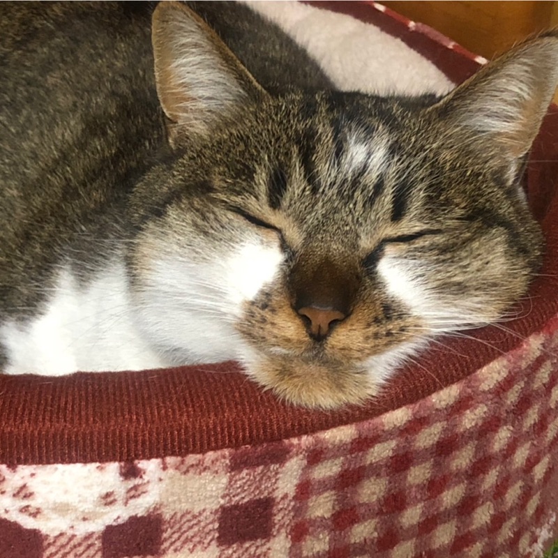 さと