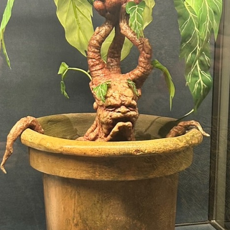 未理愛