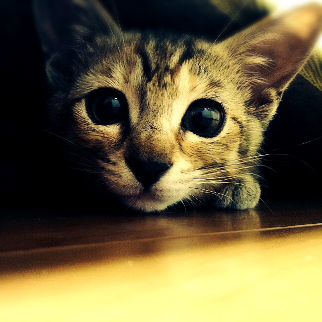 shino