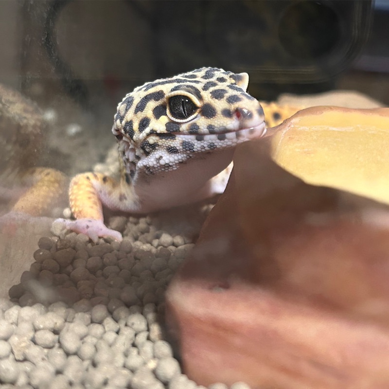 はるき