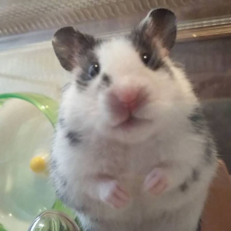 パグ