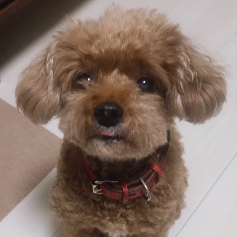 しほ
