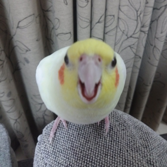 ひよまま