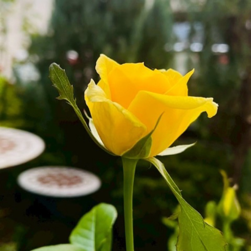 陽菜