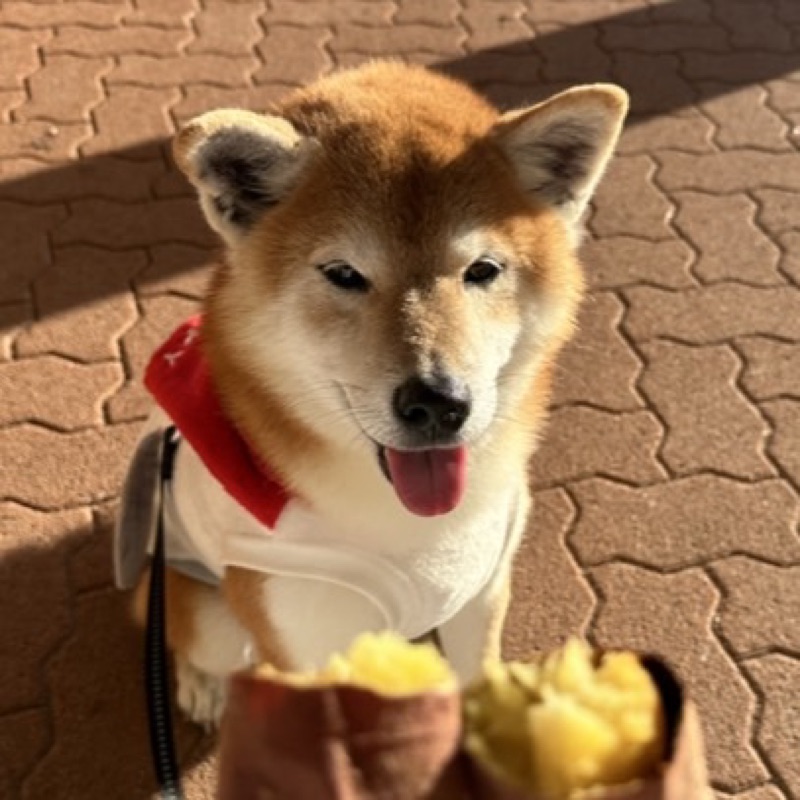 Sachi