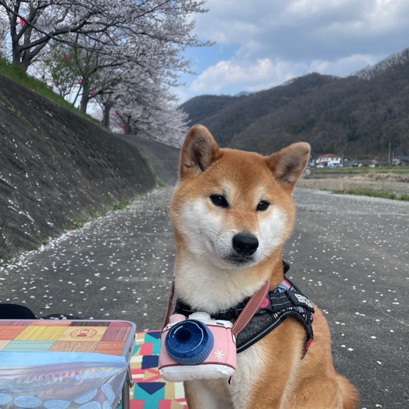 稲田大聖