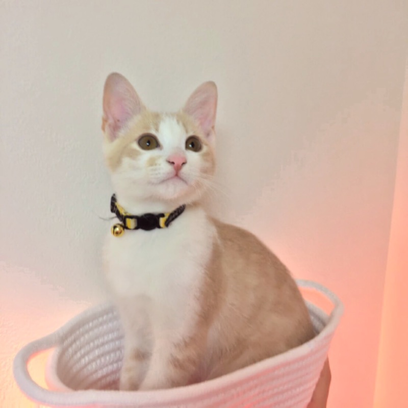 ちゃこ