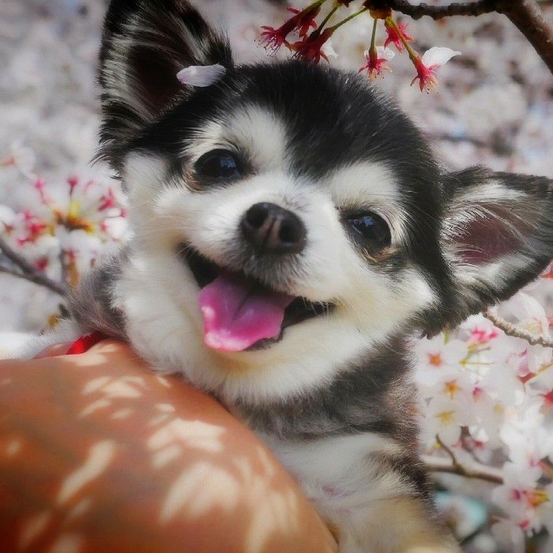 ミモザ