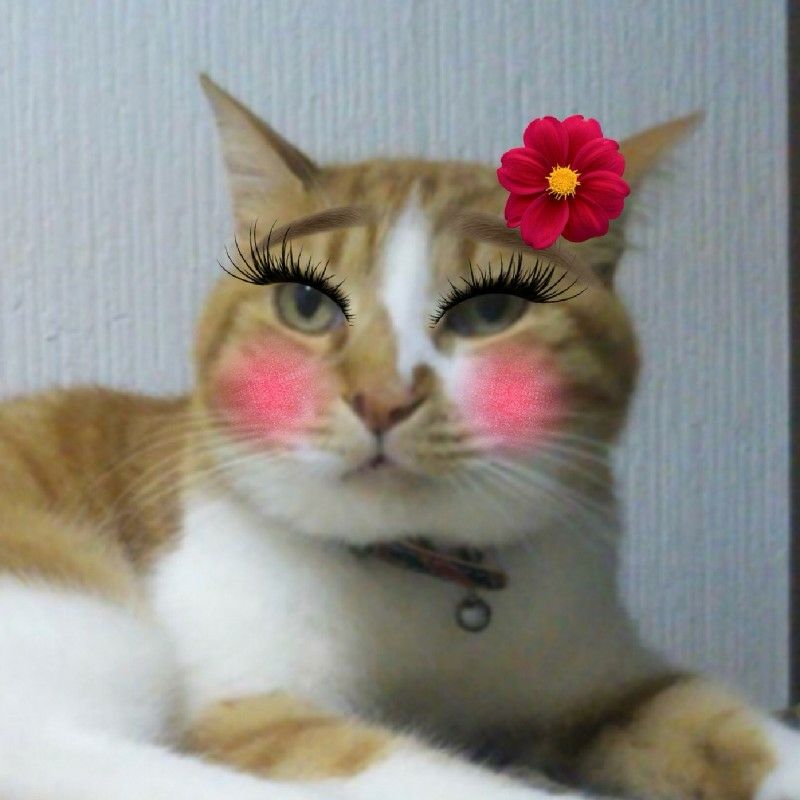 とらこうた