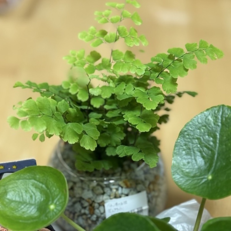 岡本よしえ