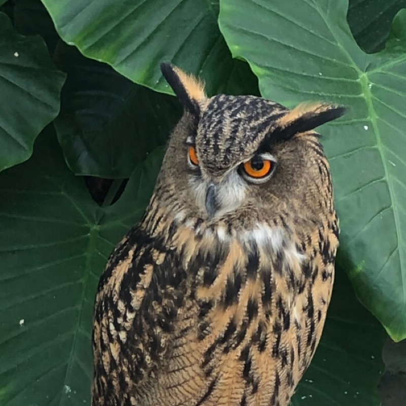 イシグロ