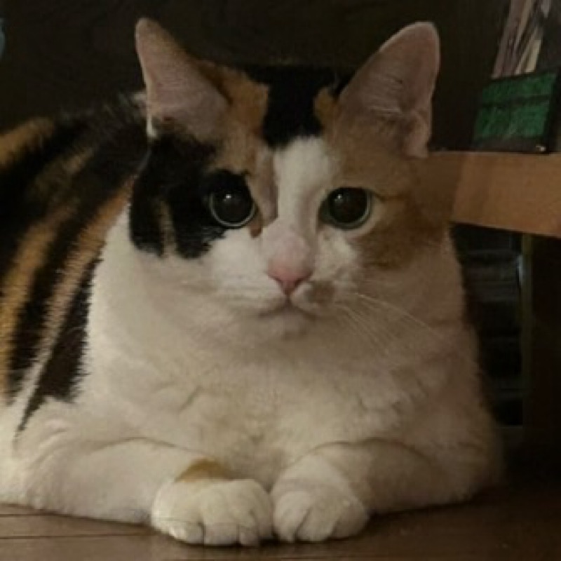 西尾蘭