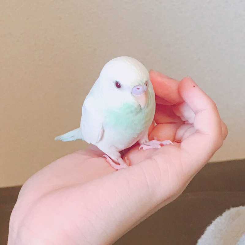 Yoshi