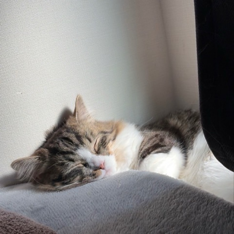 高木