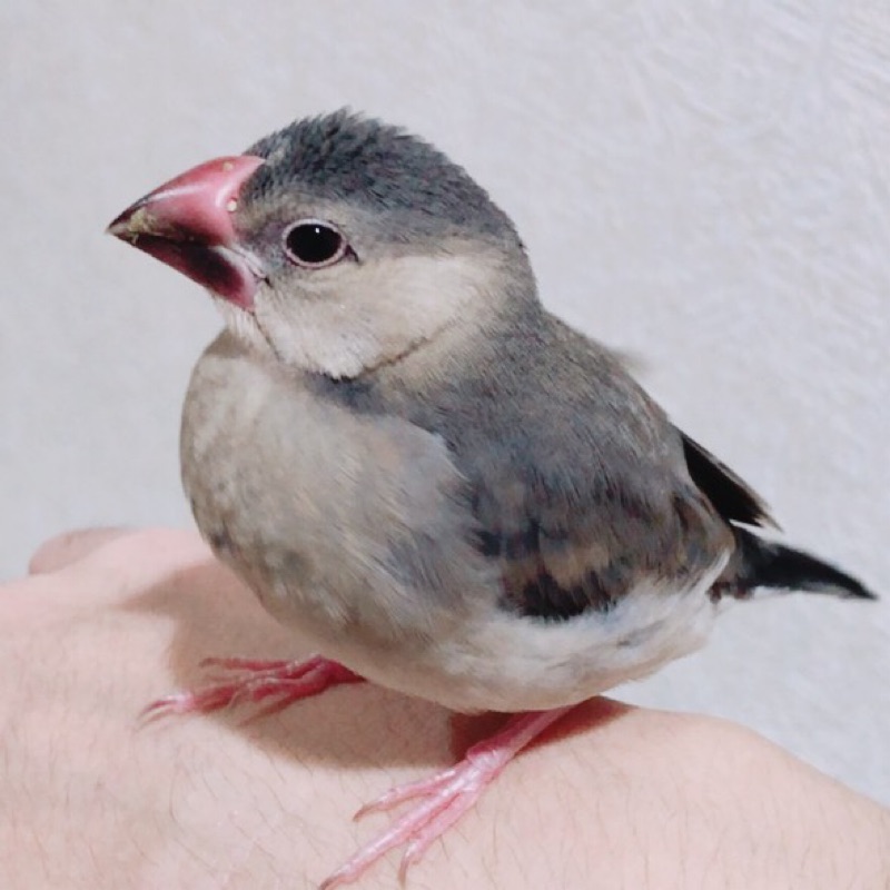 山田奉彦
