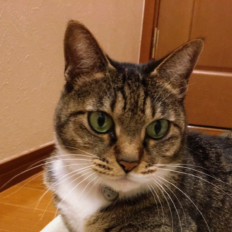 tommyta